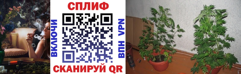 Канабис планчик  Руза 